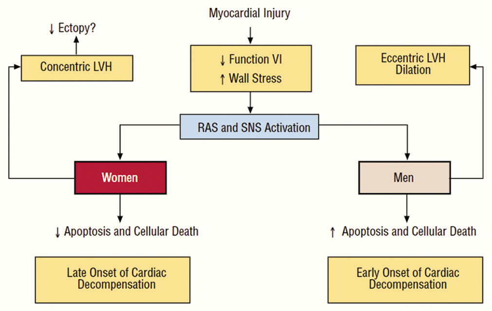 The difference in the left ventricular hypertrophy as a response to myocardial injury in both sexes.