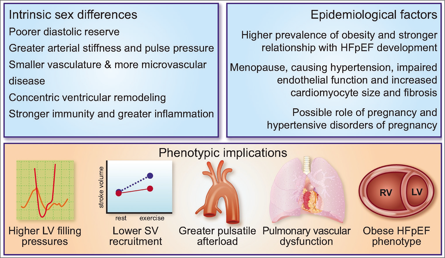 Factors contributing for gender differences in HF – epidemiological factors, phenotypic implications, and intrinsic sex difference.