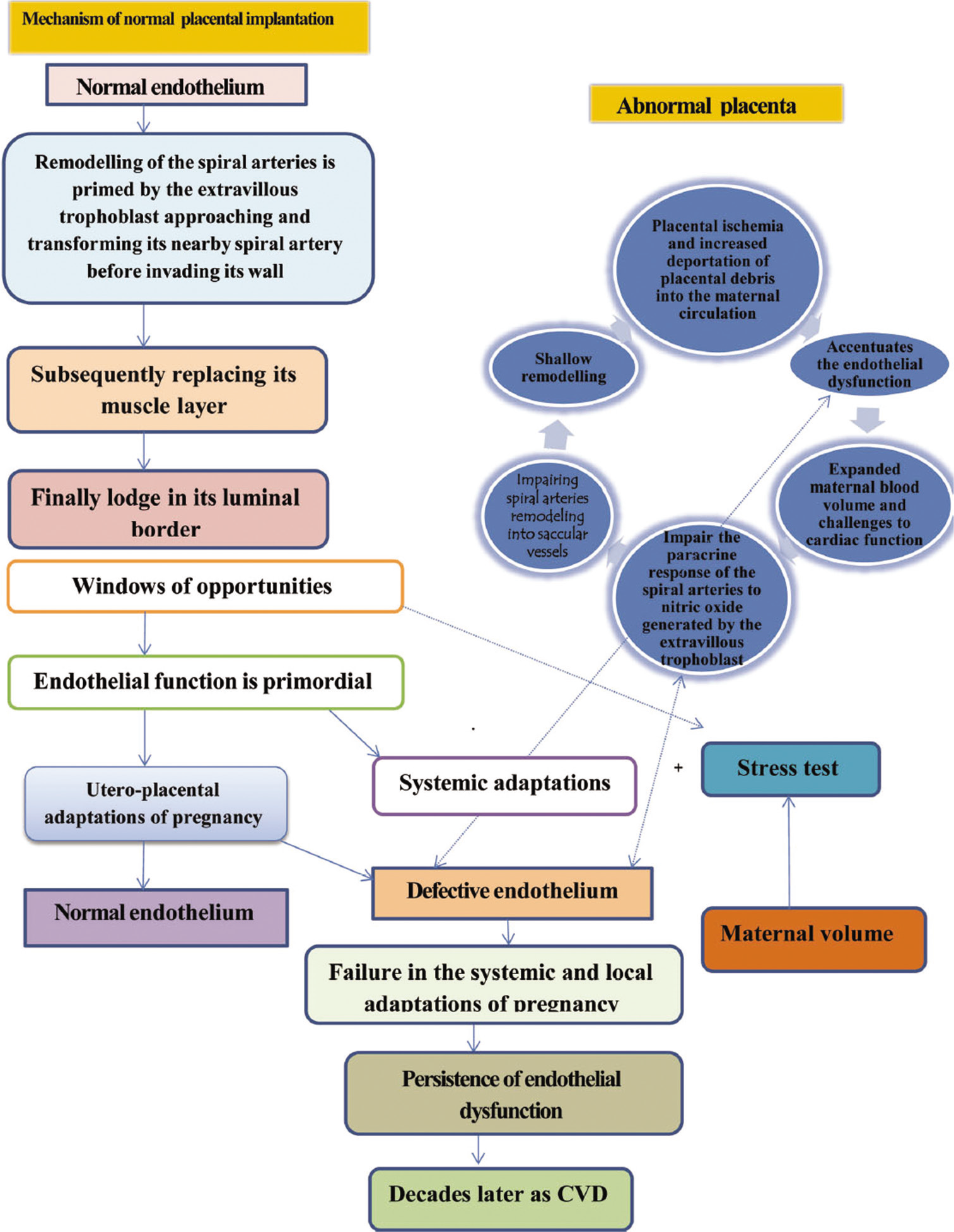 Pathophysiology of complicated pregnancy, leading to long-term maternal effects.