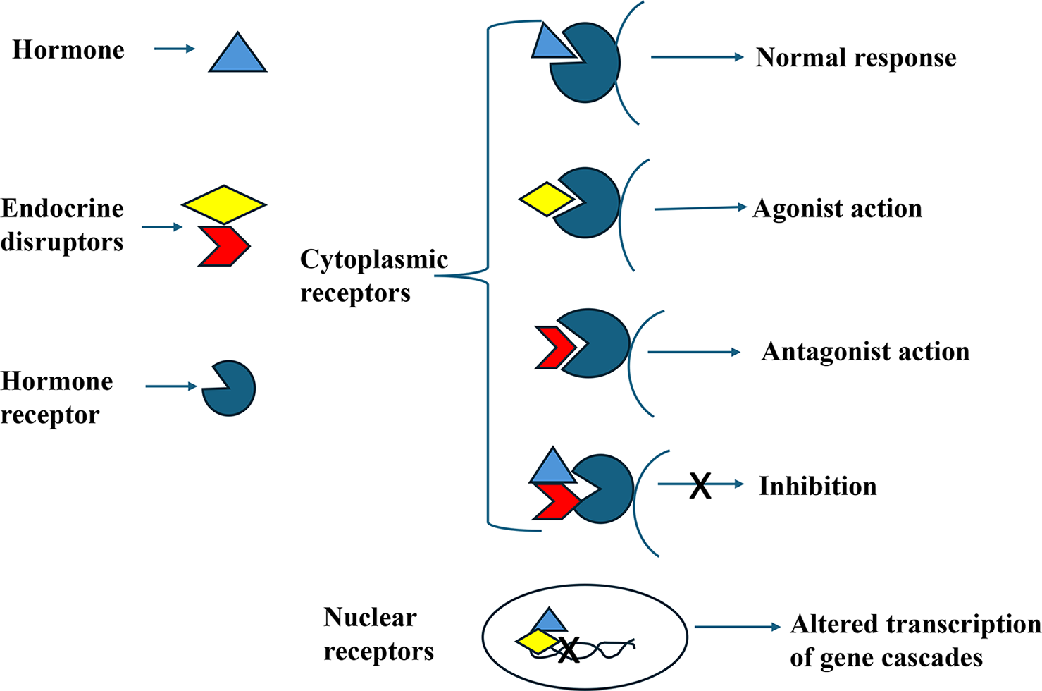 Mechanisms of action of endocrine disrupting chemicals.