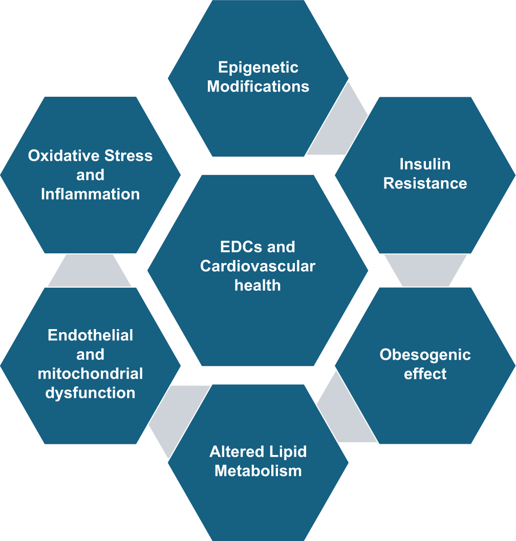 Mechanisms of impact of endocrine disrupting chemicals on cardiovascular health.